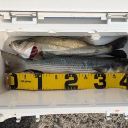 今年初シーバス