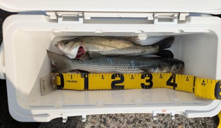 今年初シーバス