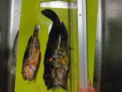 フグガシラフェスティバル！メバルは、、、