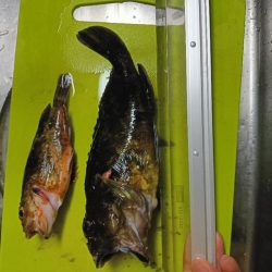 フグガシラフェスティバル！メバルは、、、