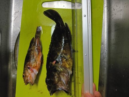 フグガシラフェスティバル！メバルは、、、