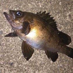 阿南小松島で計メバル2匹