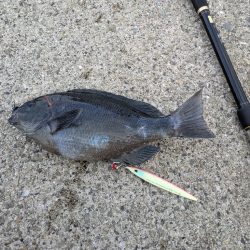 ショアジギングでまさかのグレ