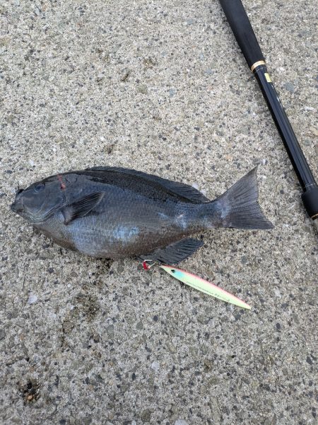 ショアジギングでまさかのグレ