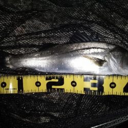 バレるバレる…