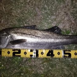 岸壁ノックテクトロでヒット