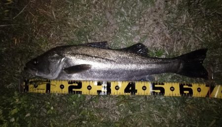 岸壁ノックテクトロでヒット