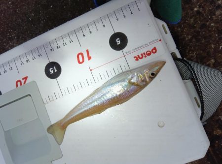 苅屋海岸のキス釣り