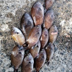 仮屋、サビキ釣り