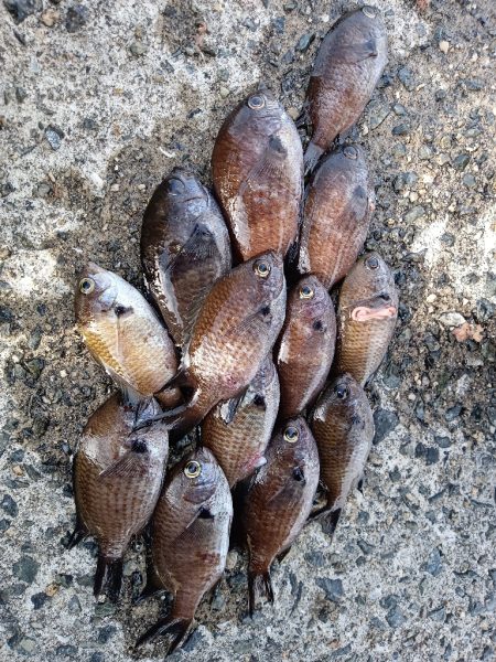 仮屋、サビキ釣り