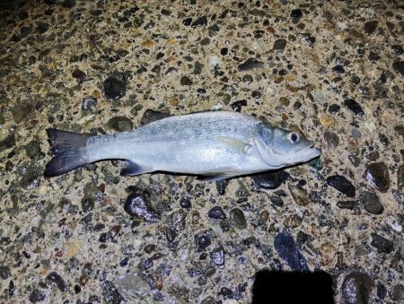 アタりは何度か取れたけど…