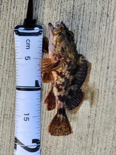 久しぶりの投稿