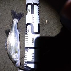 雨の後にようやく…