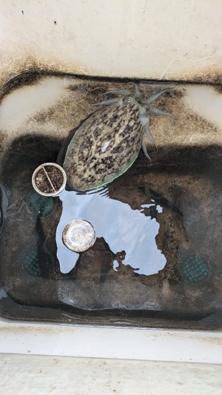 レンタルボートエンジョイ