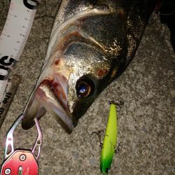 久々のシーバス