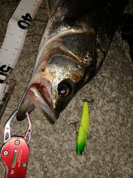 久々のシーバス