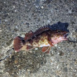 今日はクリアレッド