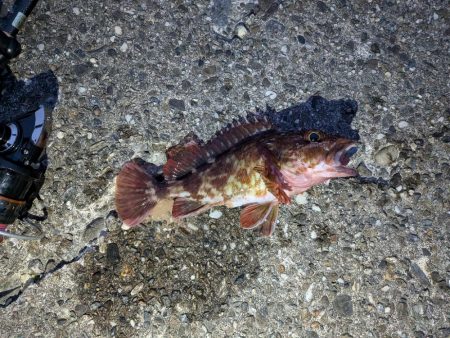 今日はクリアレッド