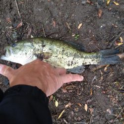 パワーフィネスで1本