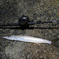 今回も渋い串本釣行