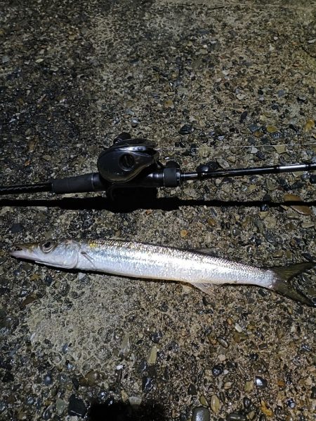 今回も渋い串本釣行