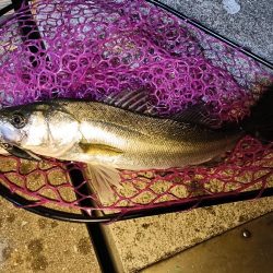 大阪市内シーバス釣行