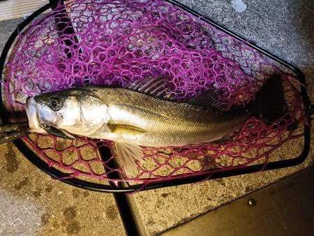 大阪市内シーバス釣行