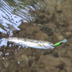 暴風なんで山へ