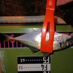 アジング15