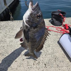 今年、初釣り✨️初当たり✴️チヌさま登場🙋