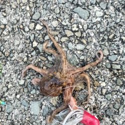 オクトパッシング