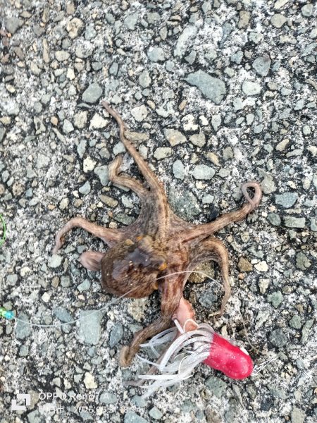 オクトパッシング