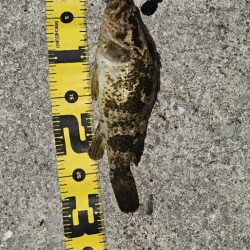 シーバスフィッシング