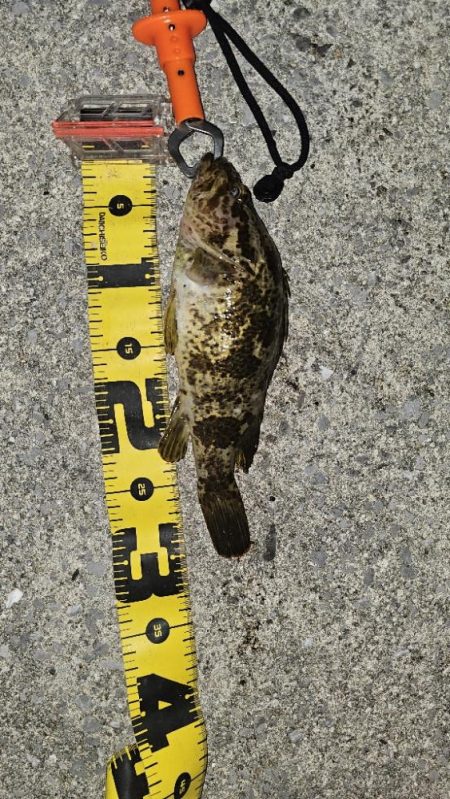 シーバスフィッシング