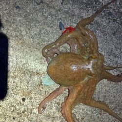 ロックフィッシィングでタコ