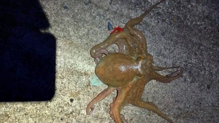 ロックフィッシィングでタコ