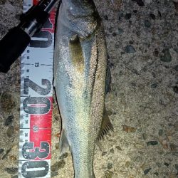 アジングでハネ