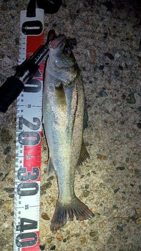 アジングでハネ