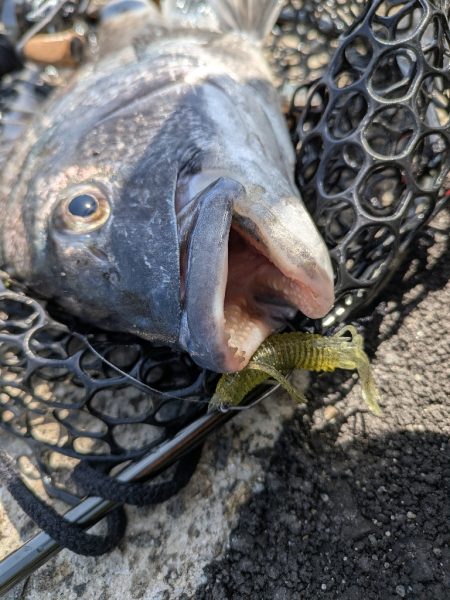 新作ワーム2種でチニング