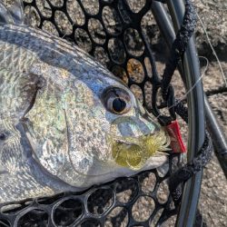 広島チニング Newフックセッティング炸裂!