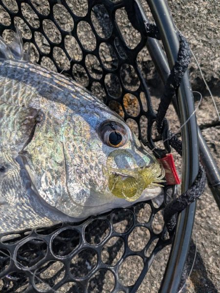 広島チニング Newフックセッティング炸裂!