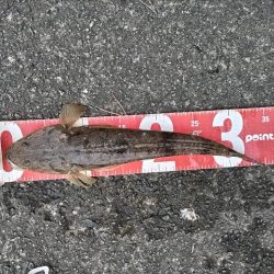 ミノーのジャーキングでマゴチをゲット！