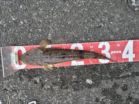 ミノーのジャーキングでマゴチをゲット！