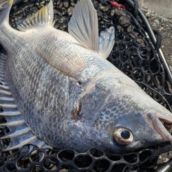 広島チニング！神フックセッティングでツツ抜け！