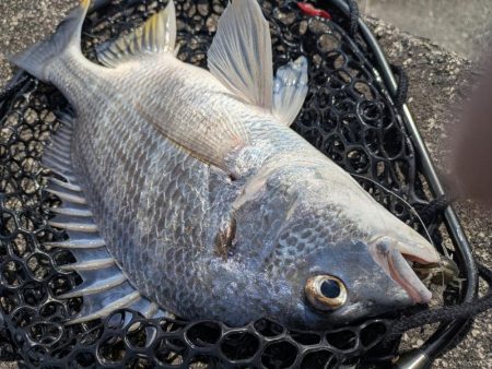 広島チニング！神フックセッティングでツツ抜け！