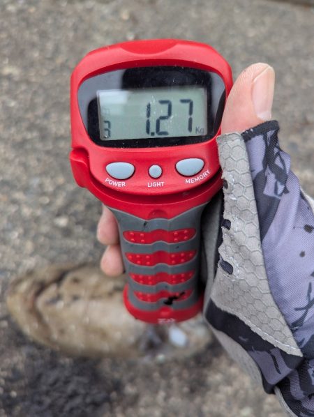 人混み様々キロ紋甲