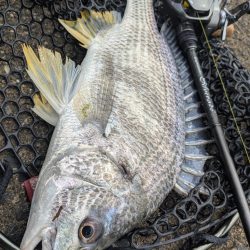 久し振りの広島市内チニング！