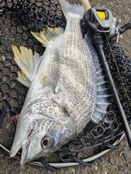 久し振りの広島市内チニング！