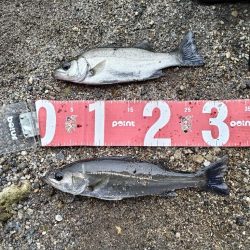 雨後にセイゴとマゴチ釣れました!