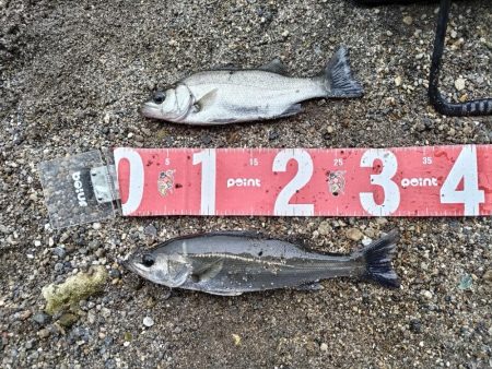 雨後にセイゴとマゴチ釣れました!